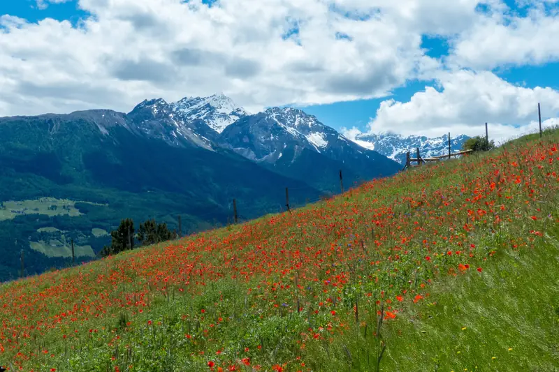 Poppy meadow on the Vinschgau high trail